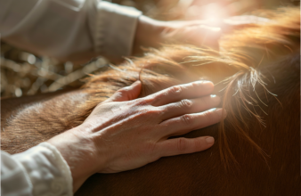 séance de magnétisme sur un cheval