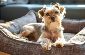 chien apaisé après une séance de magnétisme